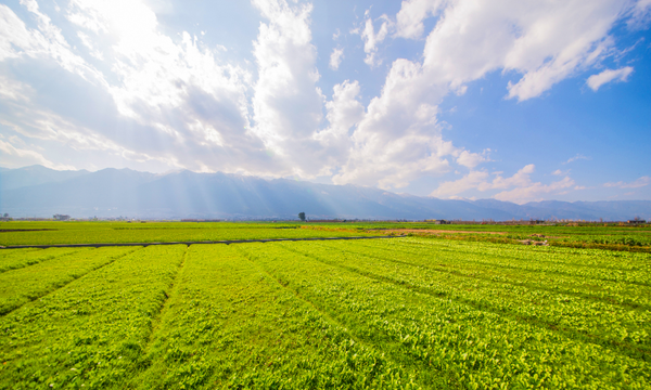 agriculture